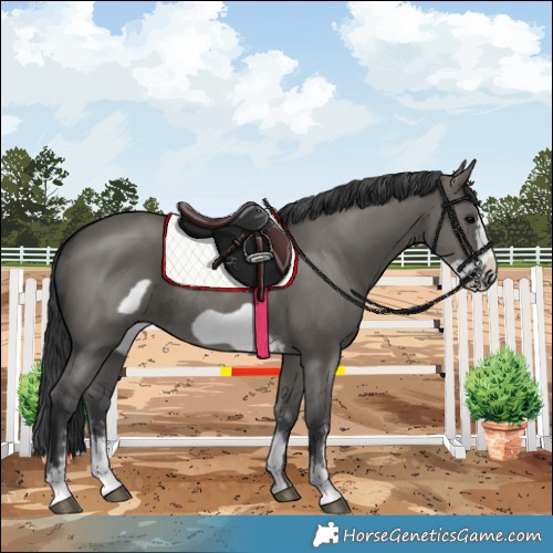 Horse Color:Grullo Sabino Frame Rabicano 