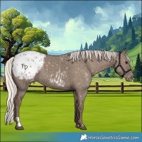 Horse Color:Silver Grullo Appaloosa 