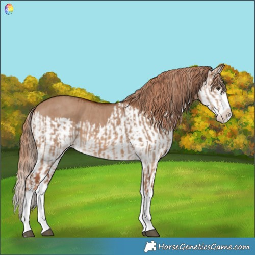 Horse Color:Red Dun Splash  and Red Dun Splash 