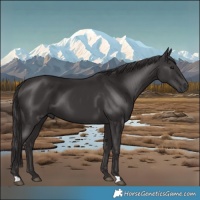 Horse Color:Smoky Black 