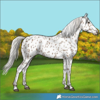 Horse Color:Silver Grullo Near Leopard 