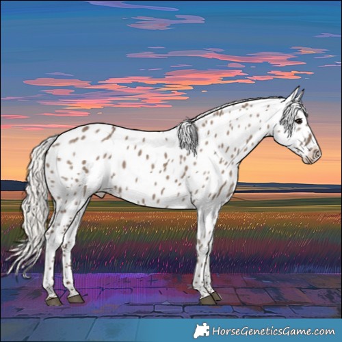 Horse Color:Silver Grullo Near Leopard