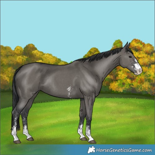 Horse Color:Grullo Sabino Rabicano 