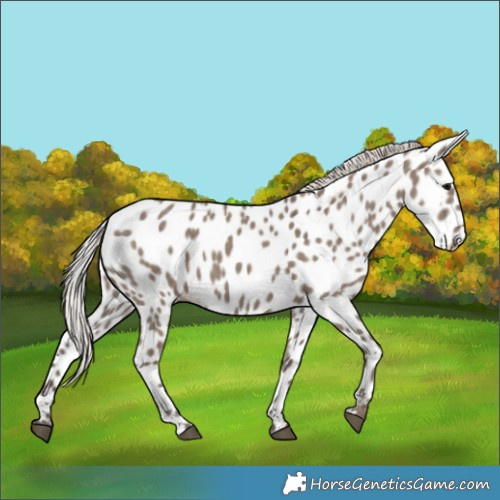 Horse Color:Silver Grullo Appaloosa 
