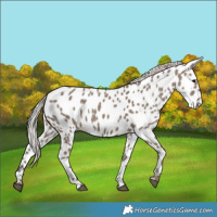 Horse Color:Silver Grullo Near Leopard