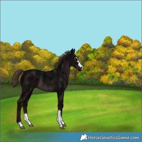 Horse Color:Midnight Liver Chestnut Rabicano 