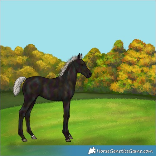 Horse Color:Midnight Silver Black 
