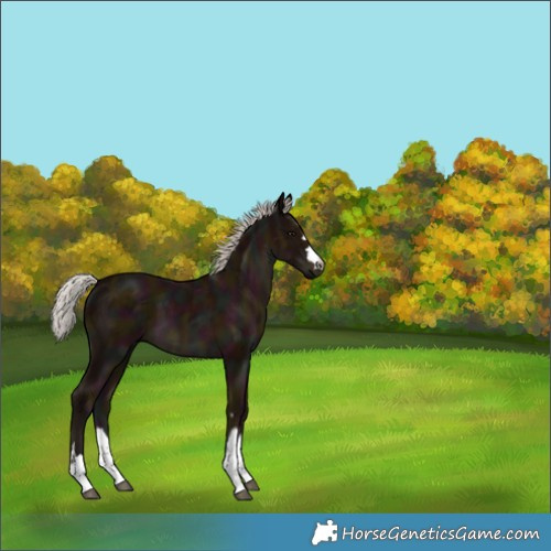 Horse Color:Midnight Silver Black Rabicano 