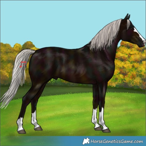 Horse Color:Midnight Silver Brown 