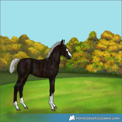 Horse Color:Midnight Silver Brown 