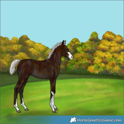 Horse Color:Midnight Silver Bay 