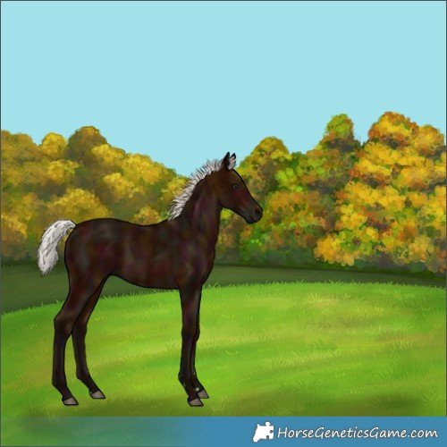 Horse Color:Midnight Silver Bay Rabicano 