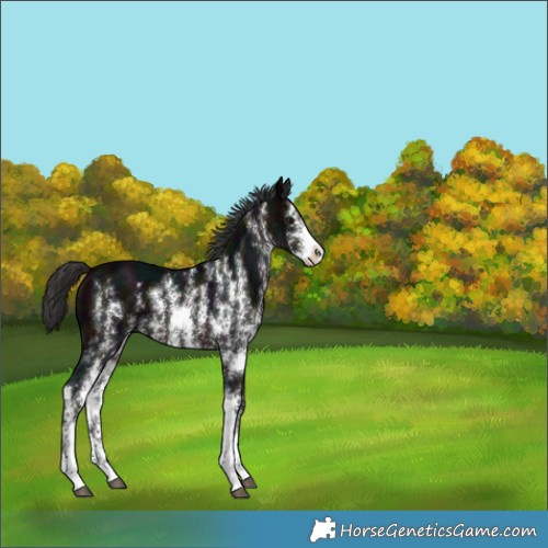 Horse Color:Midnight Brown Sabino 