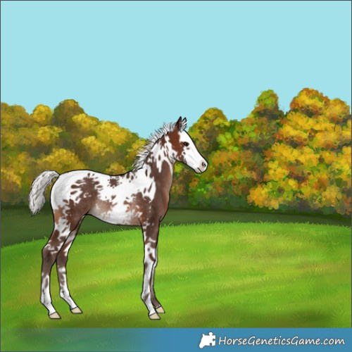 Horse Color:Silver Brown Splash Tobiano Rabicano 