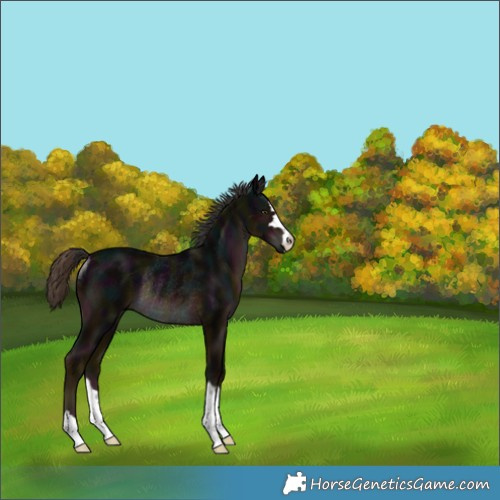 Horse Color:Midnight Liver Chestnut Rabicano 