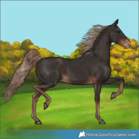 Horse Color:Liver Chestnut Appaloosa