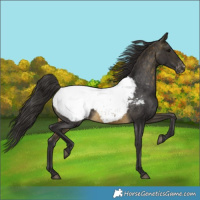 Horse Color:Buckskin Appaloosa