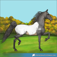 Horse Color:Buckskin Near Fewspot 