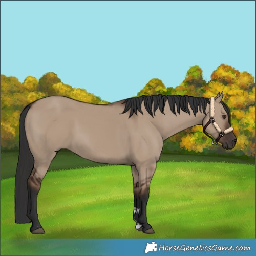 Horse Color:Liver Red Dun Rabicano 