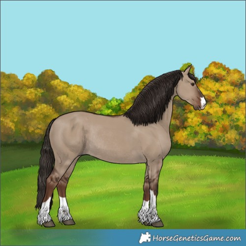 Horse Color:Liver Red Dun Rabicano 