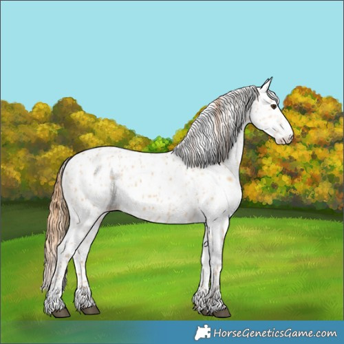 Horse Color:Red Dun Appaloosa  and Red Dun Appaloosa 