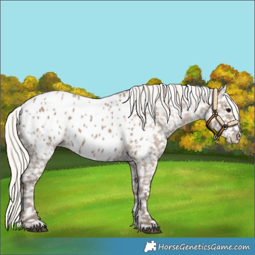 Horse Color:Silver Grullo Blanket 