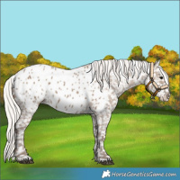 Horse Color:Silver Grullo Blanket 