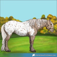 Horse Color:Silver Grullo Appaloosa 