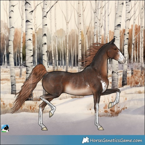 Horse Color:Liver Chestnut Sabino Rabicano 