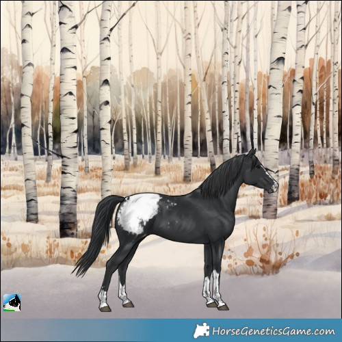 Horse Color:Black Appaloosa 