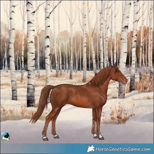 Horse Color:Chestnut Appaloosa 