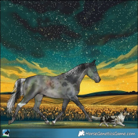 Horse Color:Black Merle