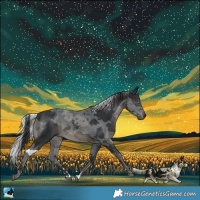 Horse Color:Black Merle 