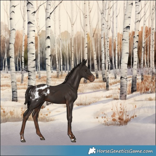 Horse Color:Liver Chestnut Appaloosa 