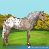 Horse Color:Silver Grullo Blanket