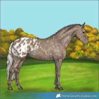 Horse Color:Silver Grullo Appaloosa 