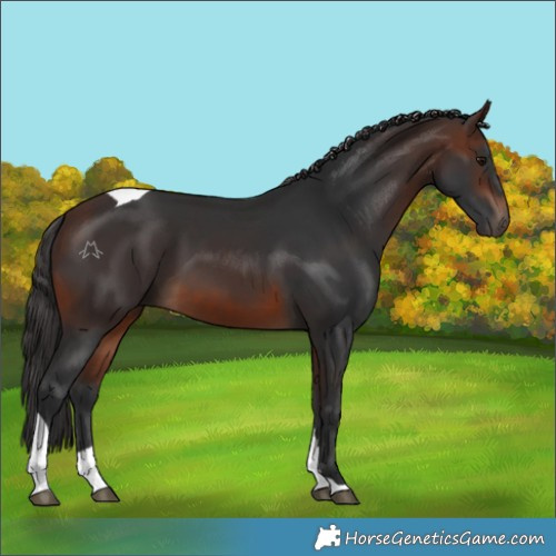 Horse Color:Brown Tobiano 