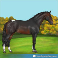 Horse Color:Brown Tobiano