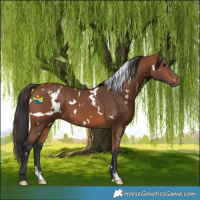 Horse Color:White Spotted Bay 