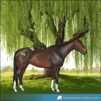 Horse Color:Brown Tobiano