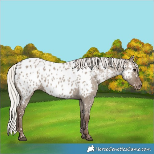 Horse Color:Silver Grullo Appaloosa 