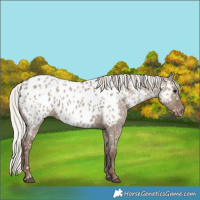 Horse Color:Silver Grullo Near Leopard 
