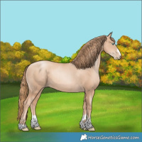 Horse Color:Gold Champagne Pearl Rabicano and Gold Champagne Pearl Rabicano