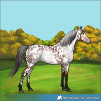 Horse Color:Gray Bay Appaloosa