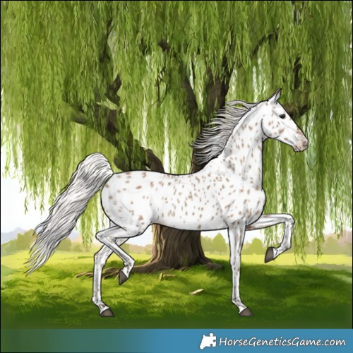 Horse Color:Silver Grullo Near Leopard