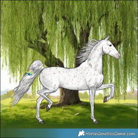Horse Color:Silver Grullo Near Leopard 
