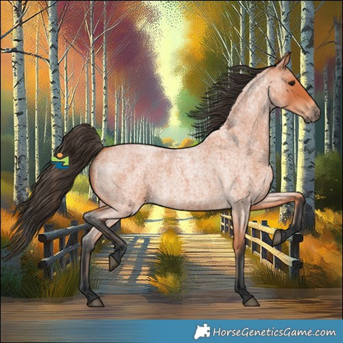 Horse Color:Bay Roan