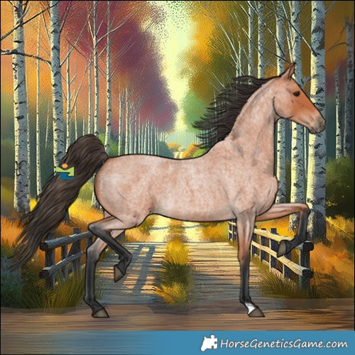 Horse Color:Bay Roan 