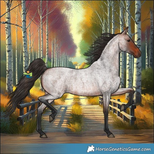 Horse Color:Bay Roan 