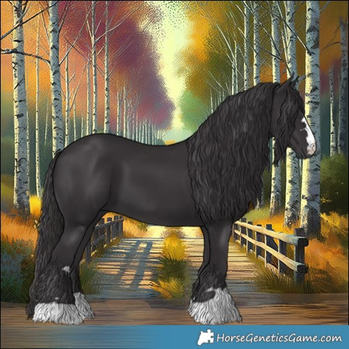 Horse Color:Smoky Black